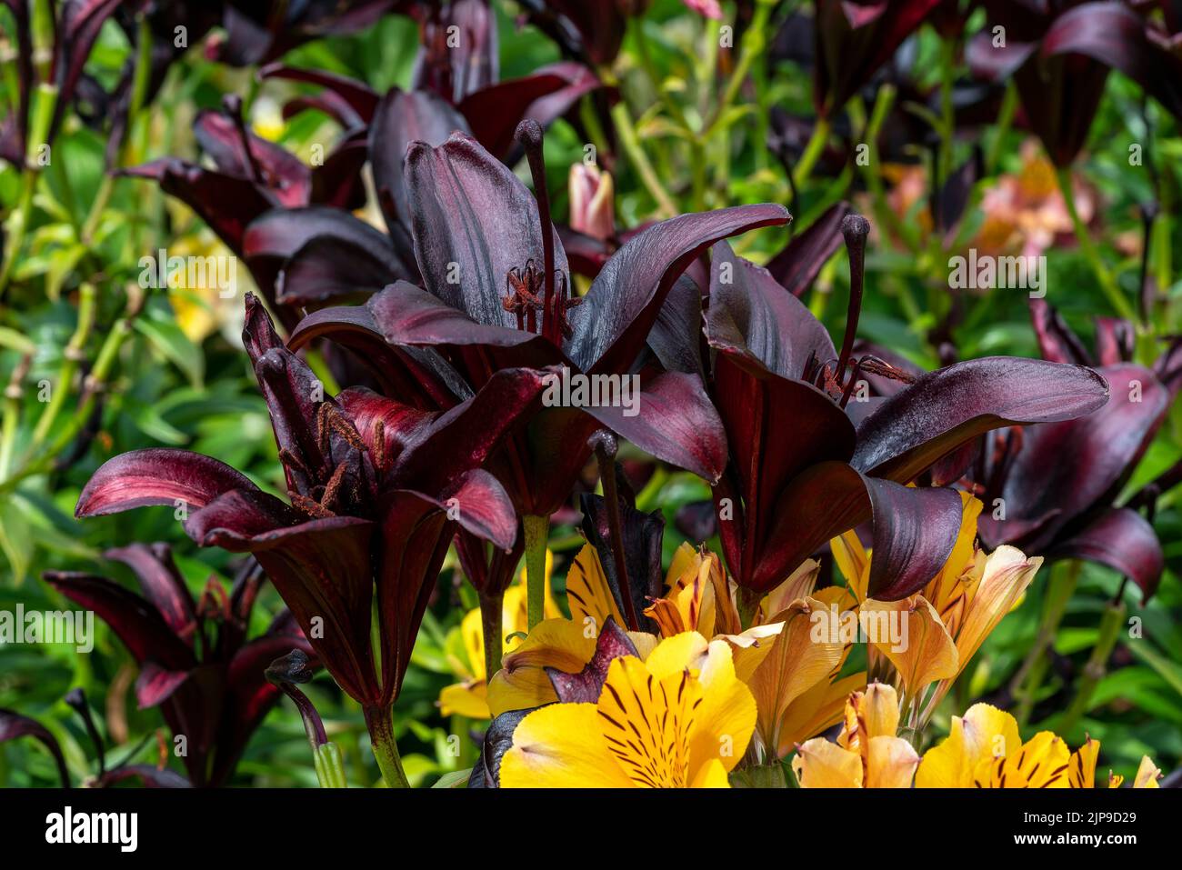 Asiatic lily 'Night Rider' a summer flowering bulb plant with a deep black purple summertime flower, stock photo image Stock Photo