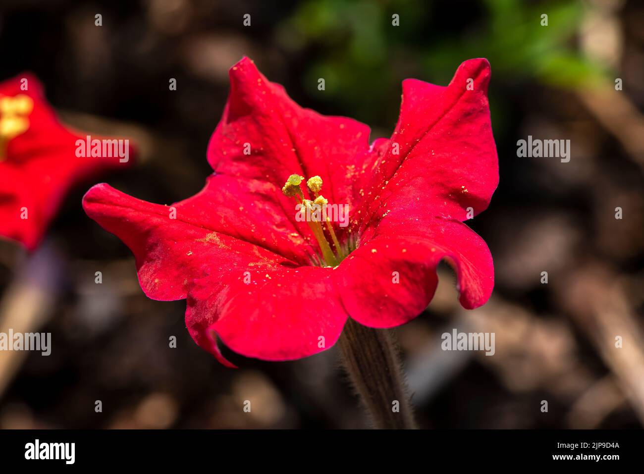 Petunia exserta is a rare summer flowering plant with a red summertime flower which is native to Brazil, stock photo image Stock Photo
