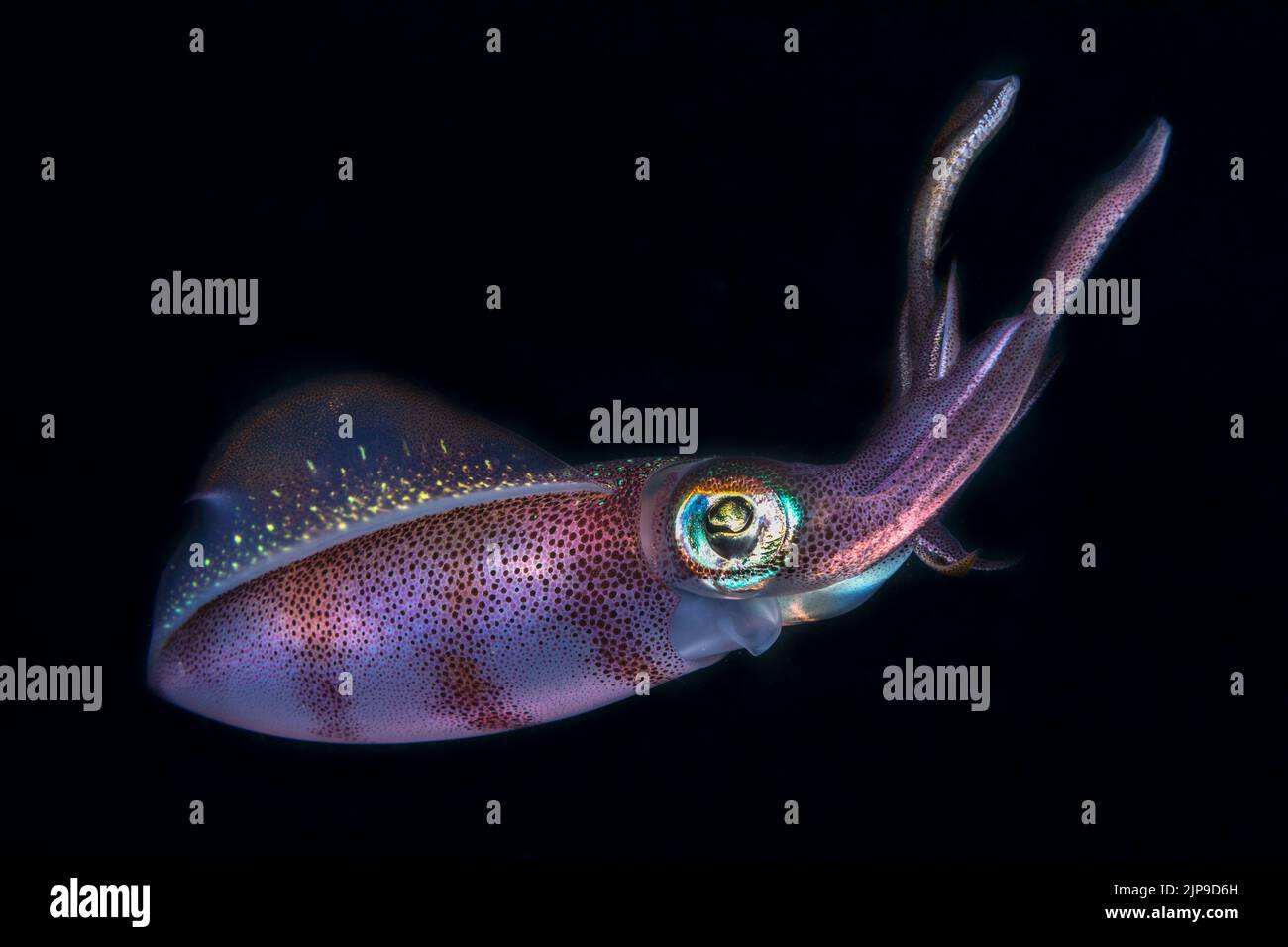 underwater, neonfliegender tintenfisch, fliegender kalmar, ommastrephes bartramii, under water Stock Photo