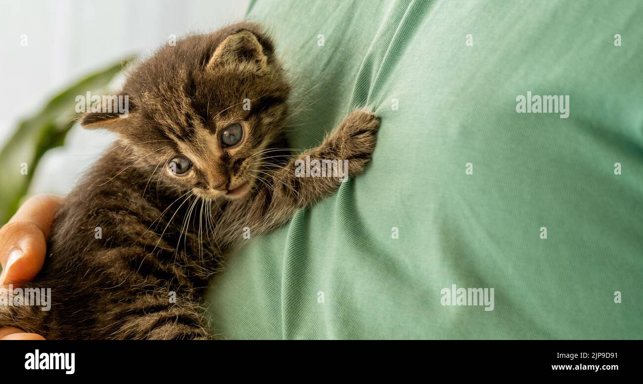 A small cute kitten looks down, frightened and confused, clinging to a person. Stock Photo