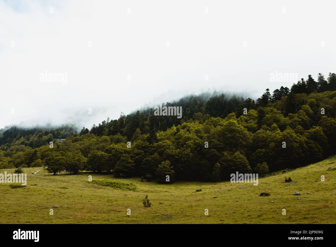 nature, meadow, mist, natur, natures, meadows, mists Stock Photo