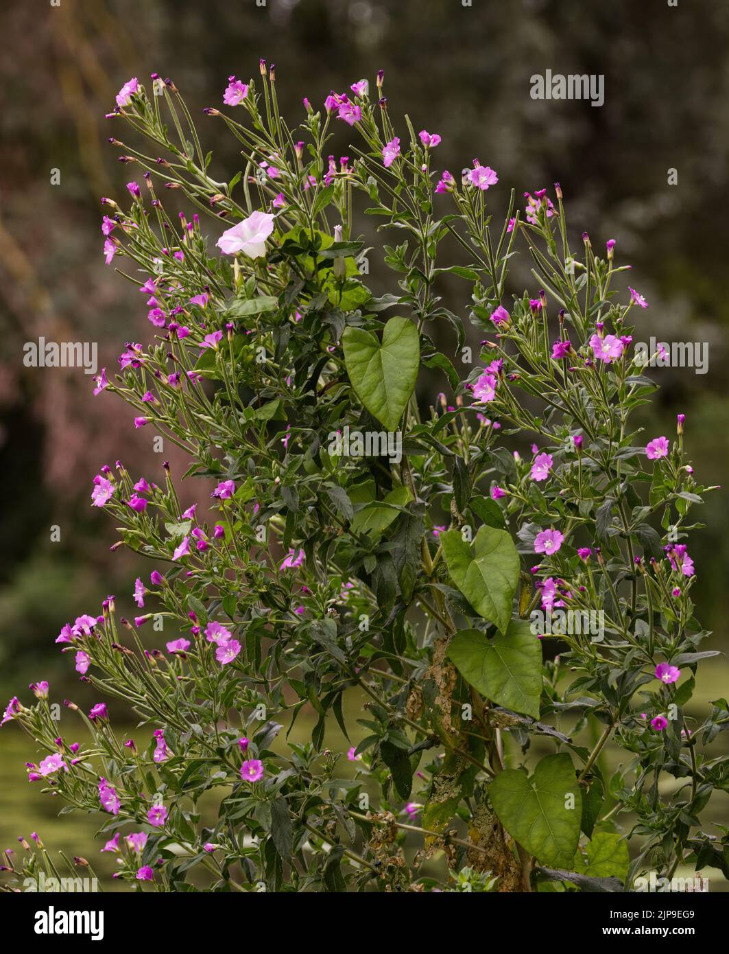 Leaves and a single white flower of hedge bindweed Calystegia sepium growing up and among the pink flowers of great willowherb, Stock Photo