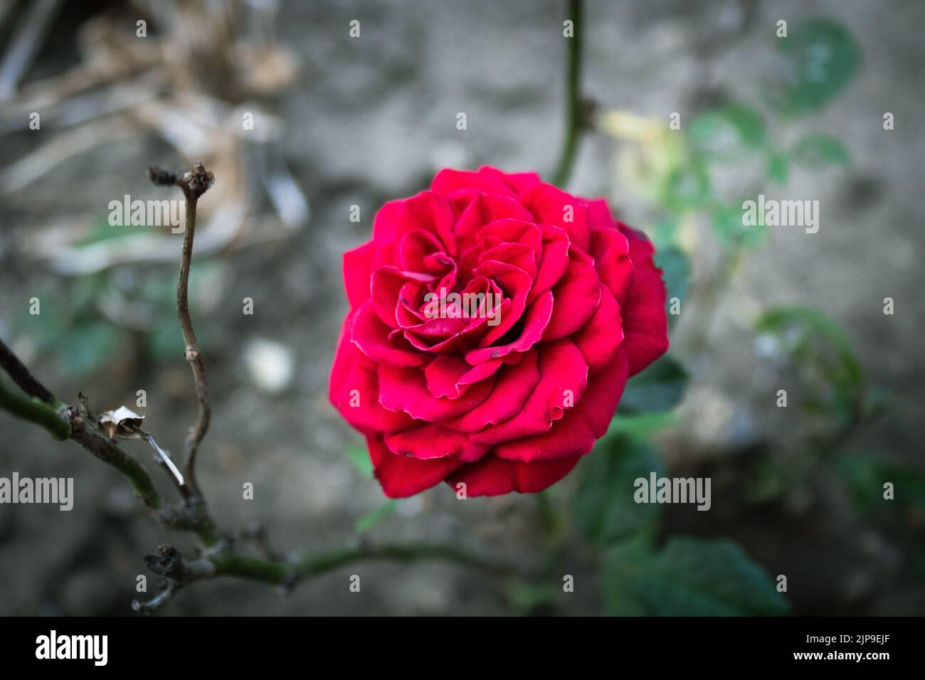 rose Stock Photo
