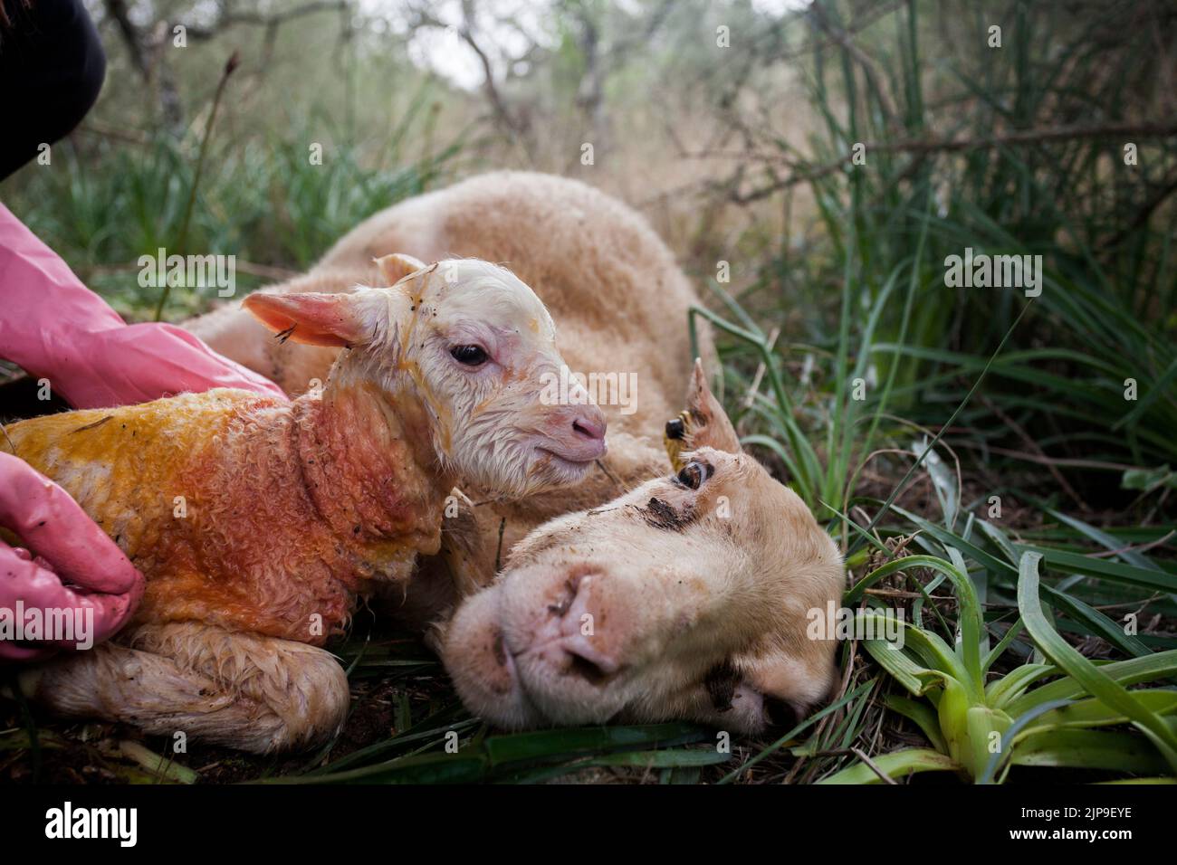 ewe, lambkin, schafgeburt, schafhirtin, ewes Stock Photo