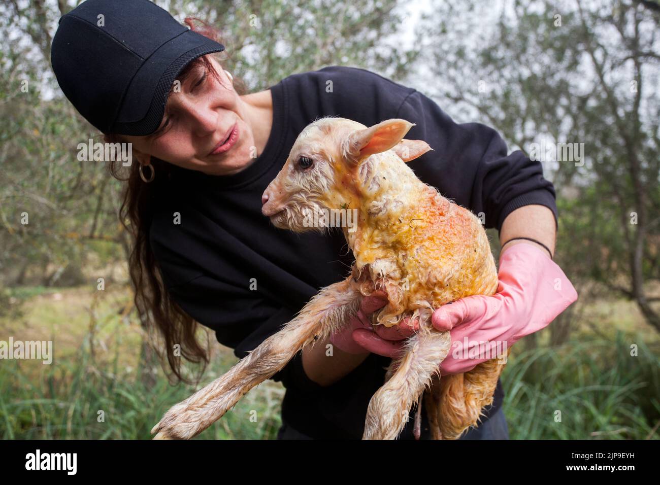 newborn, lambkin, schafhirtin, schafgeburt, newborns Stock Photo