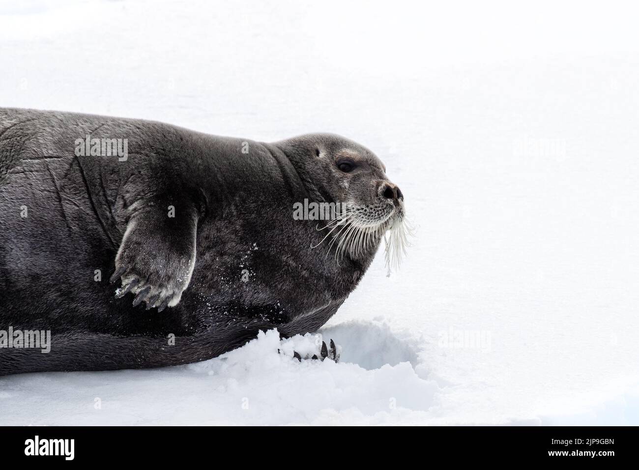 Adult bearded seal, erignathus barbatus,, resting on the fast ice of Svalbard, a Norwegian archipelago between mainland Norway and the North Pole. Stock Photo