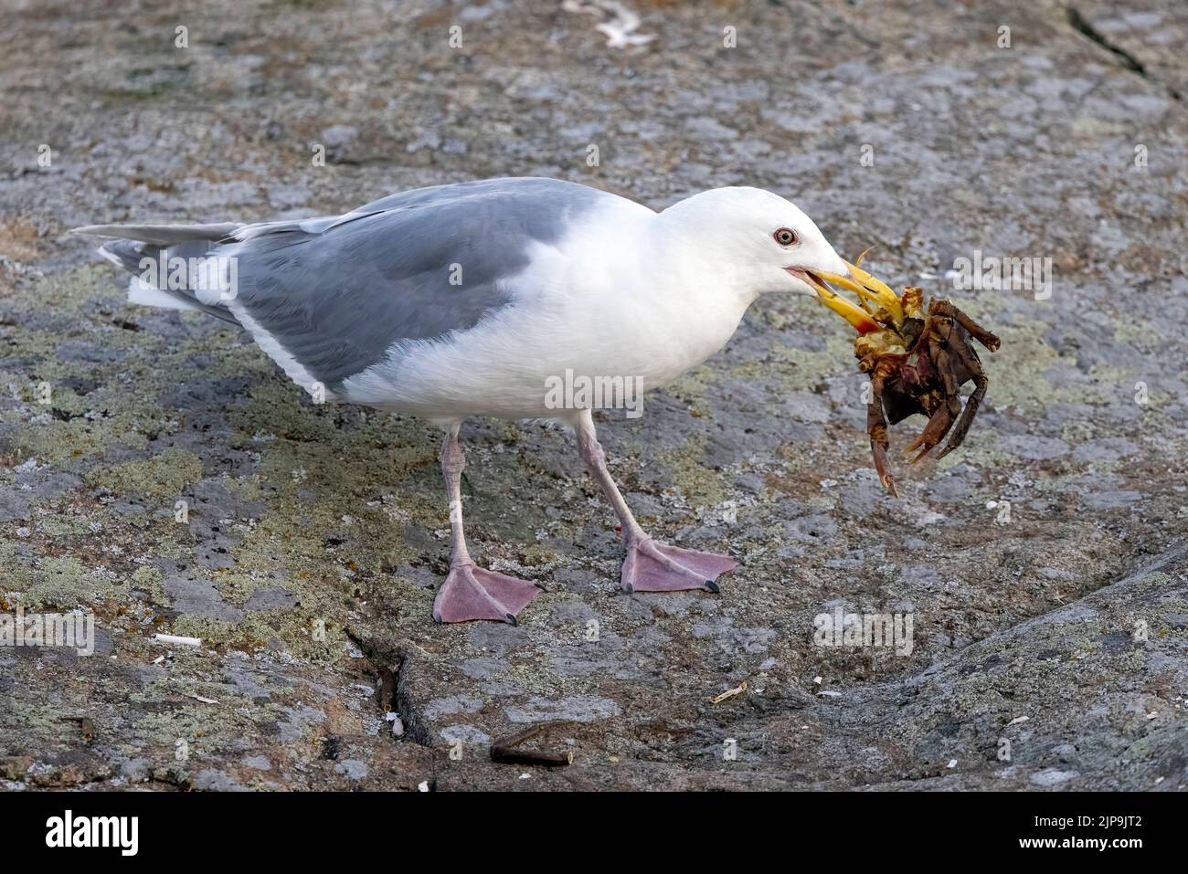 Glaucous-winged Gull (Larus glaucescens) eating a crab. Saxe Point Park near Victoria, Vancouver Island, British Columbia, Canada Stock Photo