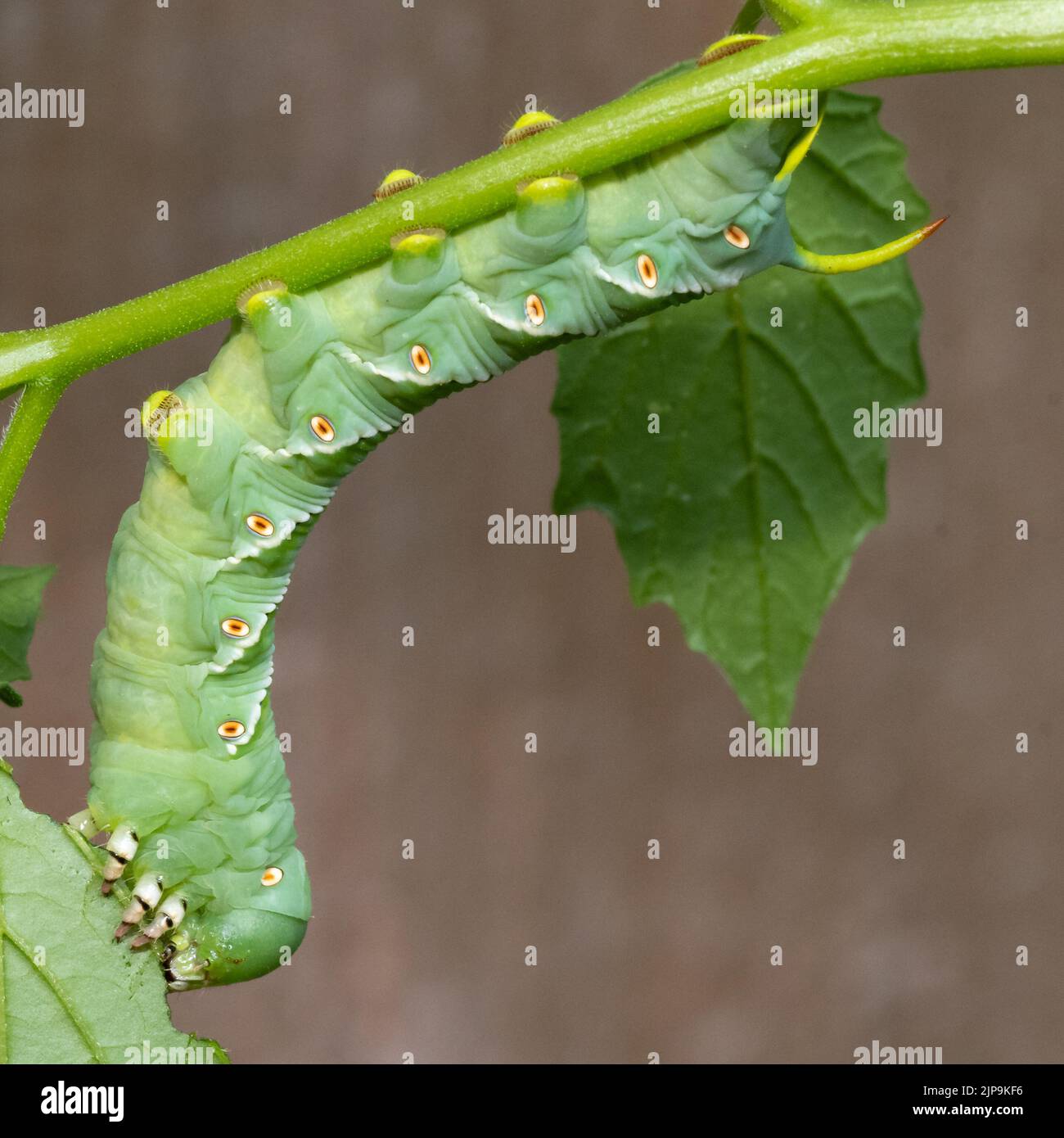 A green Tobacco hornworm with yellow spots along its midsection and yellow horns at the back feeds on a tomatillo plant, which is in the solanaceae fa Stock Photo