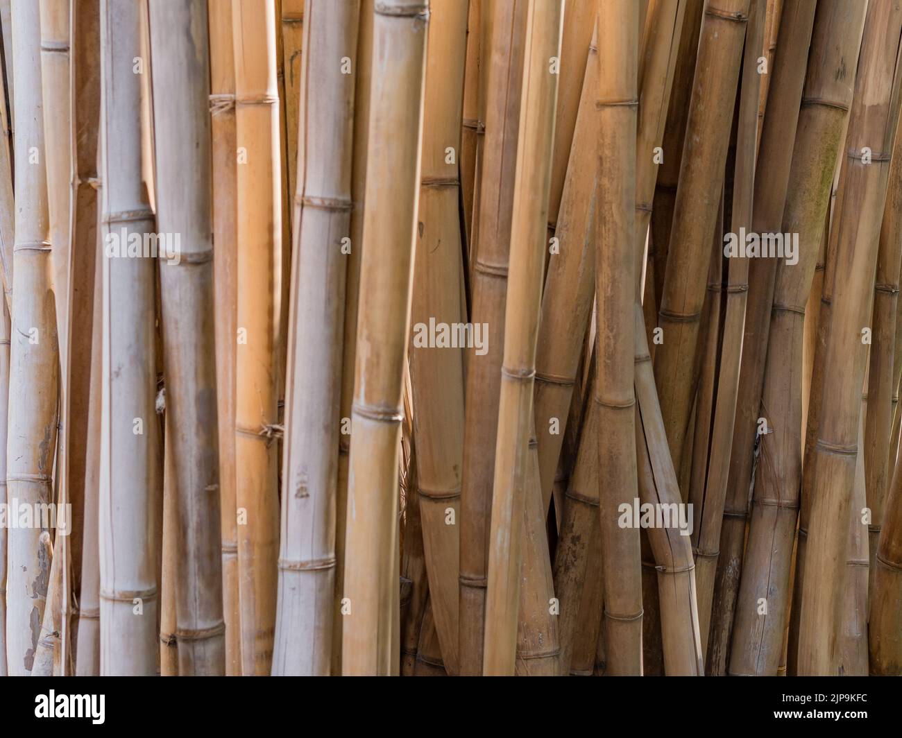 Horizontal background image of a stand of living bamboo, the plants' golden stems warm and peaceful. Stock Photo
