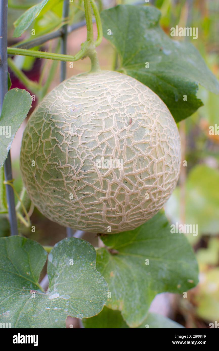 A musk melon (cantaloupe) growing on a trellis in the garden where it