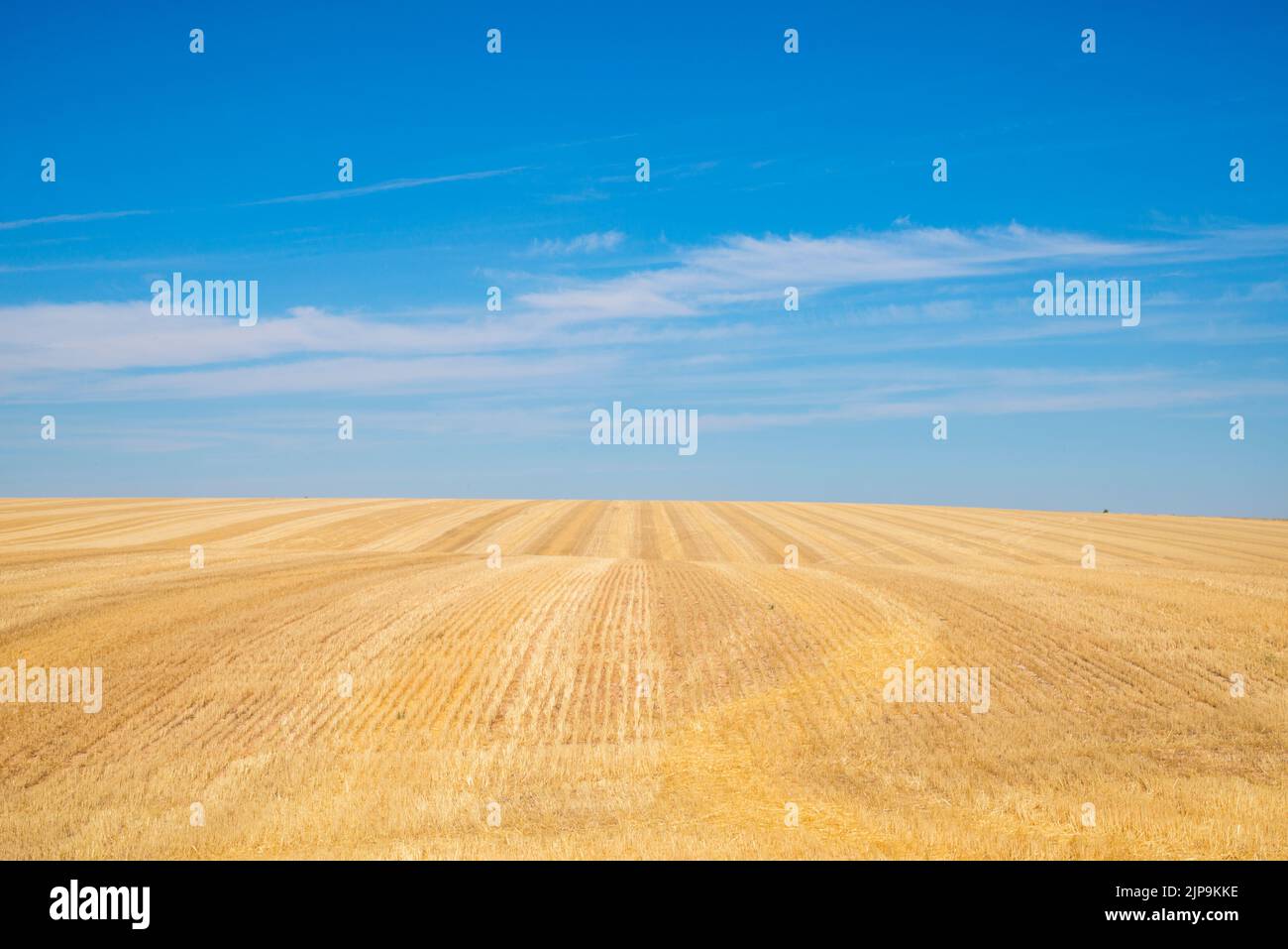 Harvested field. Stock Photo