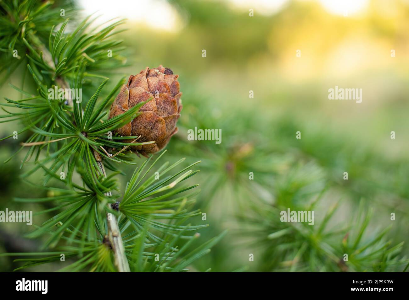 Sprig of European Larch Larix decidua with pine cones on blurred background and copy space on the right. Stock Photo
