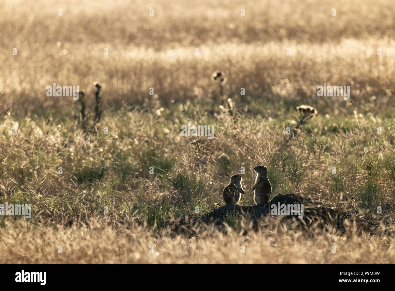 Two black-tailed prairie dogs (Cynomys ludovicianus) backlit in prairie - Rocky Mountain Arsenal National Wildlife Refuge, Commerce City, near Denver, Stock Photo