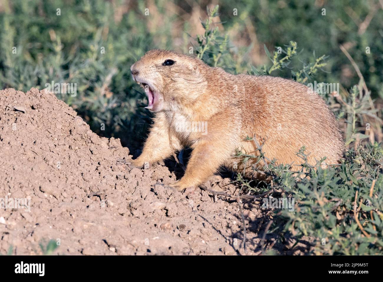 Black-tailed prairie dog (Cynomys ludovicianus) yawning - Rocky Mountain Arsenal National Wildlife Refuge, Commerce City, near Denver, Colorado Stock Photo