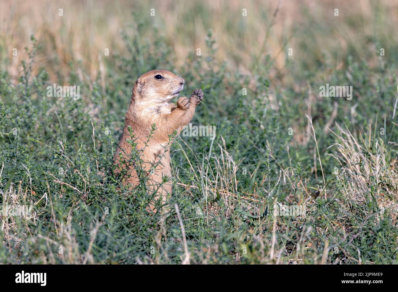 Black-tailed prairie dog (Cynomys ludovicianus) eating grass - Rocky Mountain Arsenal National Wildlife Refuge, Commerce City, near Denver, Colorado Stock Photo