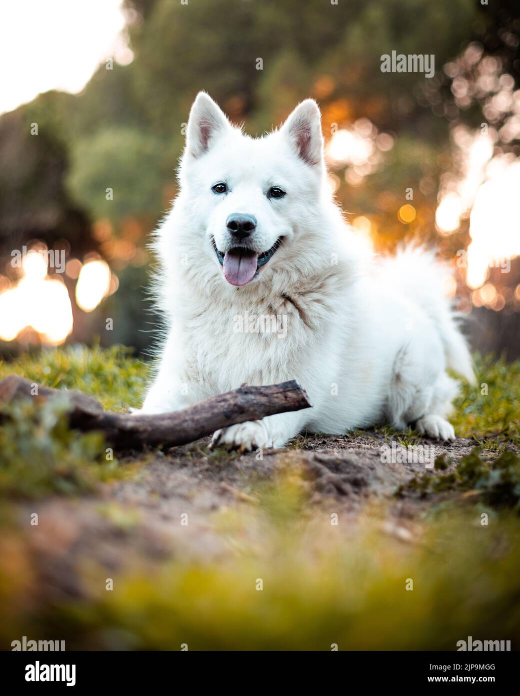 dog, stick, berger blanc suisse, weisser schweizer schäferhund, dogs, sticks, berger blanc suisses, white shepherd dog Stock Photo