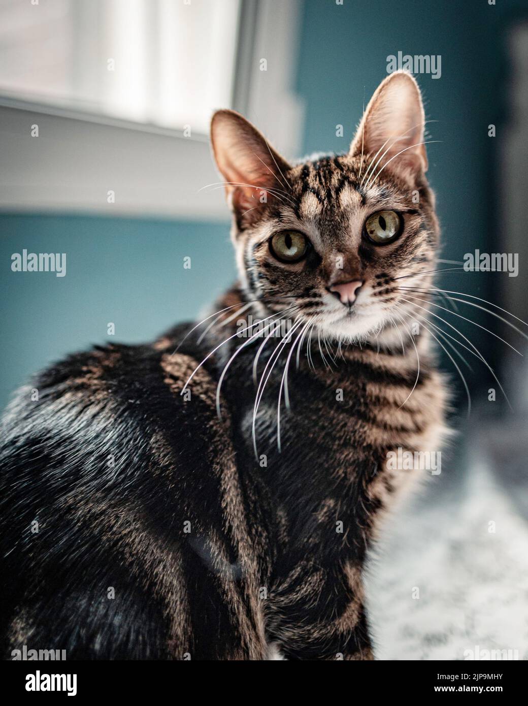 cat, purebred cat, american shorthair, cats, purebred cats Stock Photo