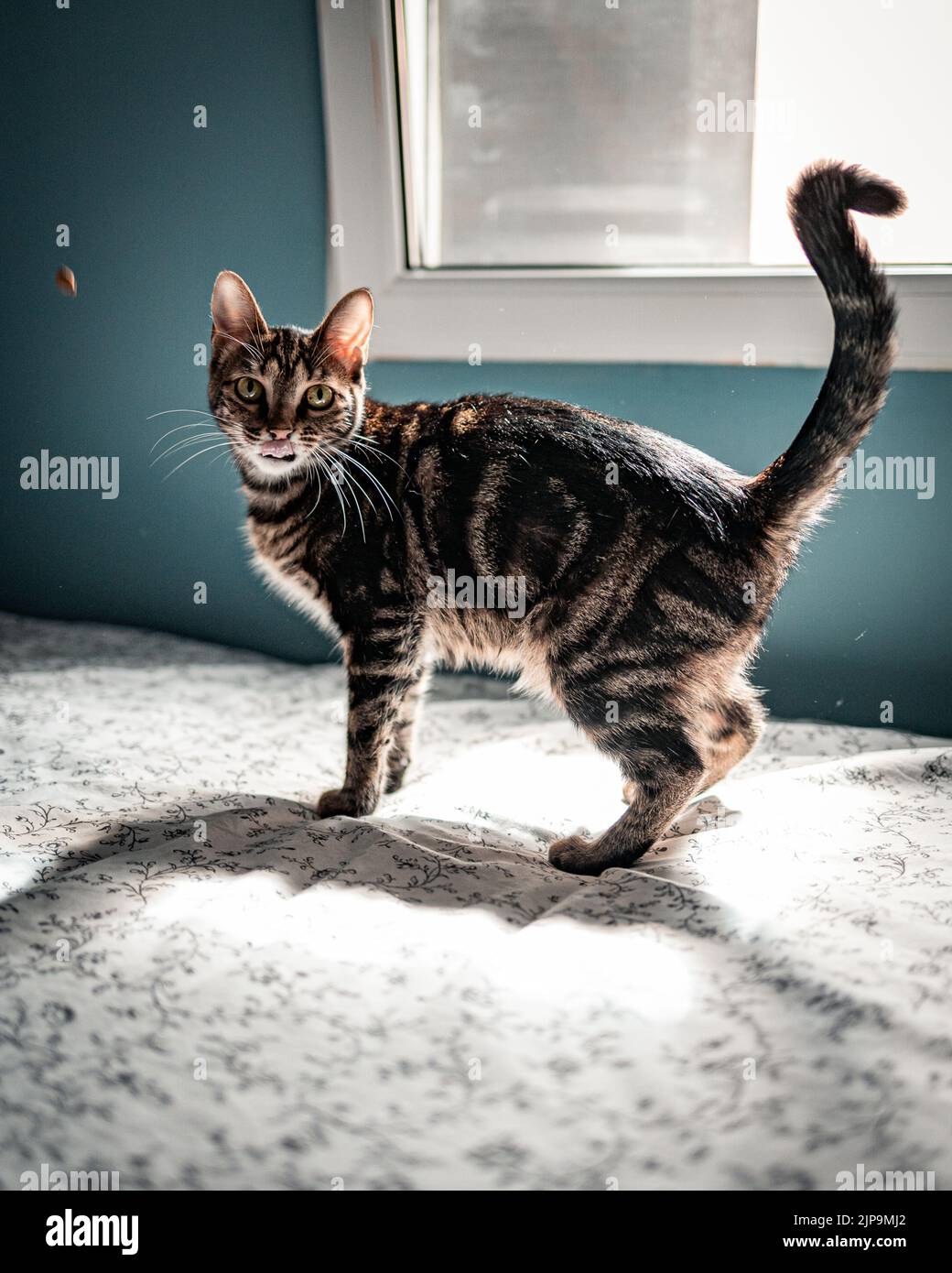 cat, american shorthair, cats Stock Photo Alamy