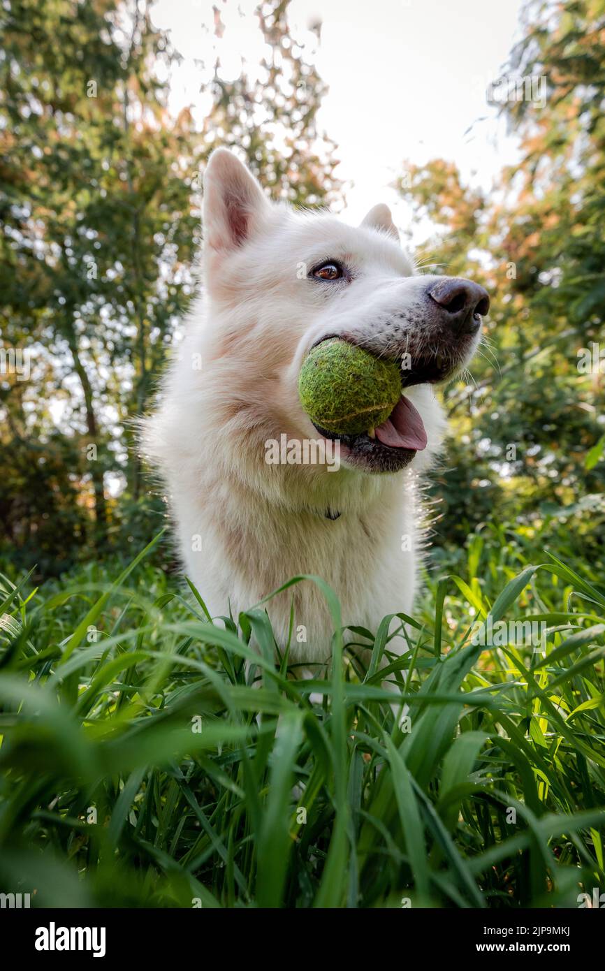 dog, retrieving, berger blanc suisse, weisser schweizer schäferhund, dogs, berger blanc suisses, white shepherd dog Stock Photo