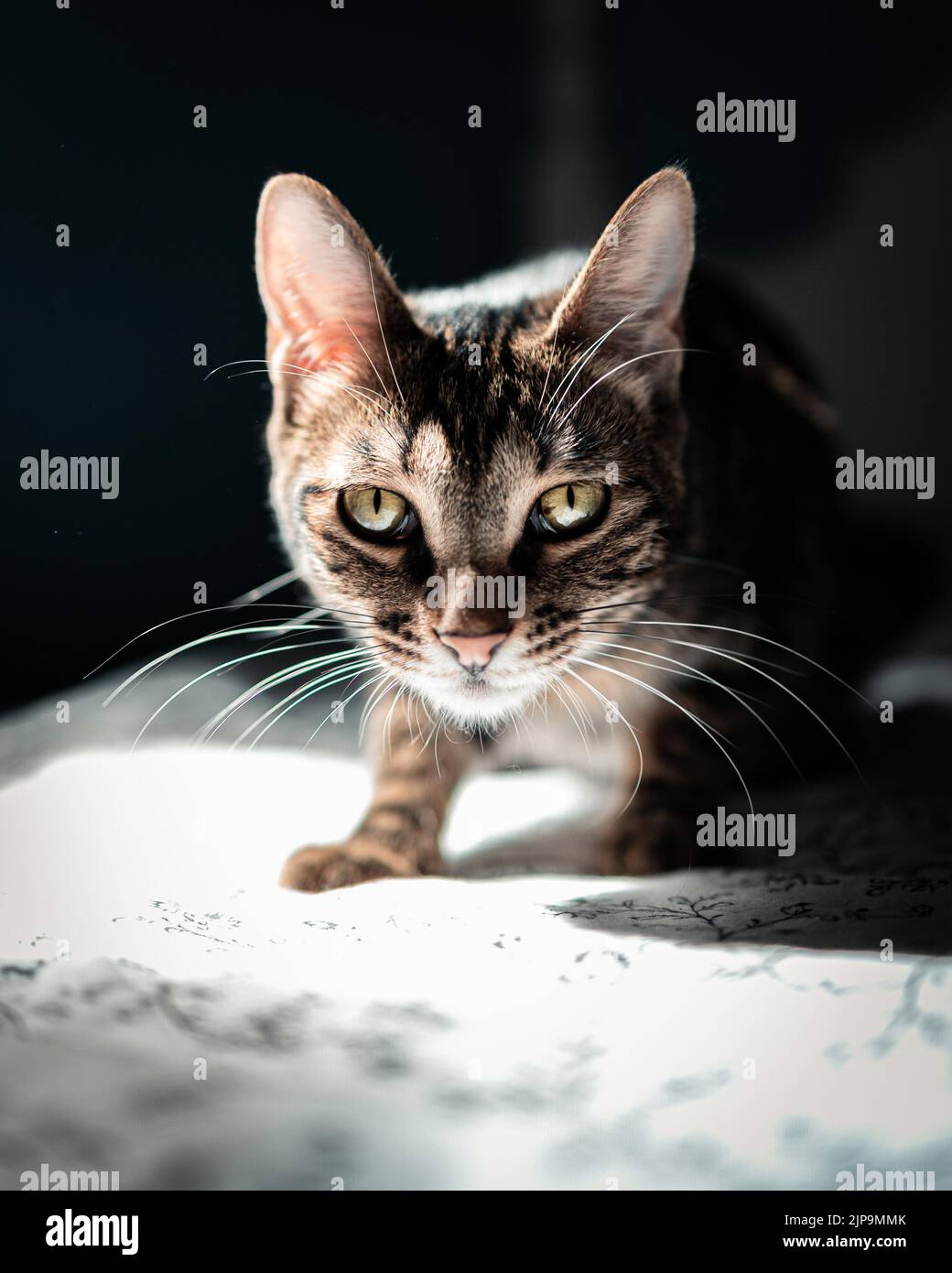 purebred cat, american shorthair, purebred cats Stock Photo Alamy