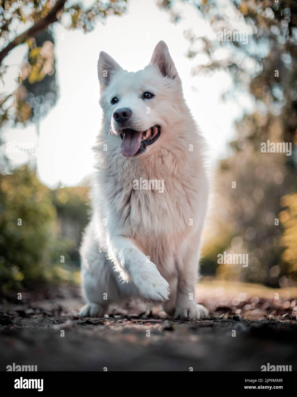 dog, purebred dog, berger blanc suisse, weisser schweizer schäferhund, dogs, purebred dogs, berger blanc suisses, white shepherd dog Stock Photo