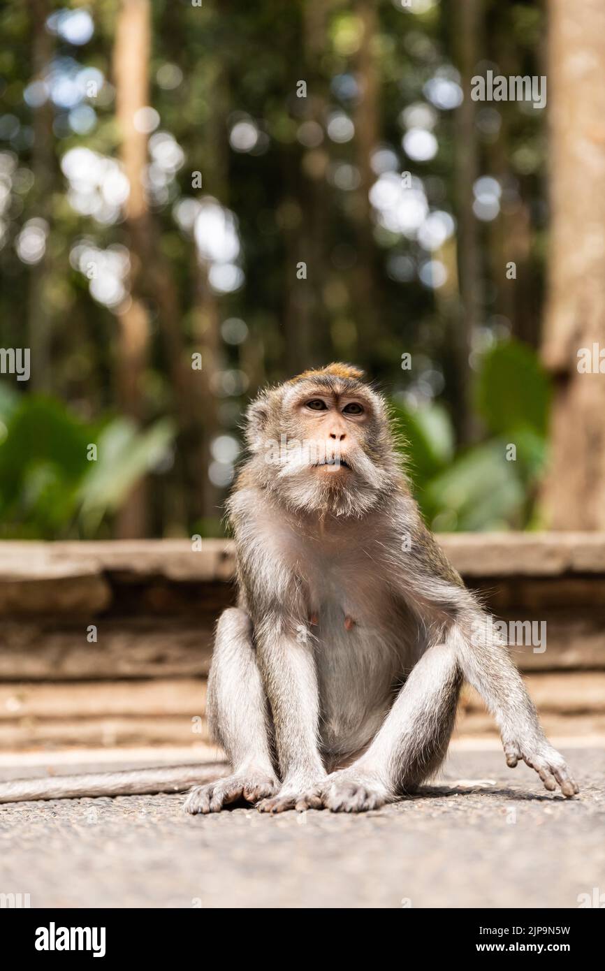 Javaneraffen hi-res stock photography and images - Alamy