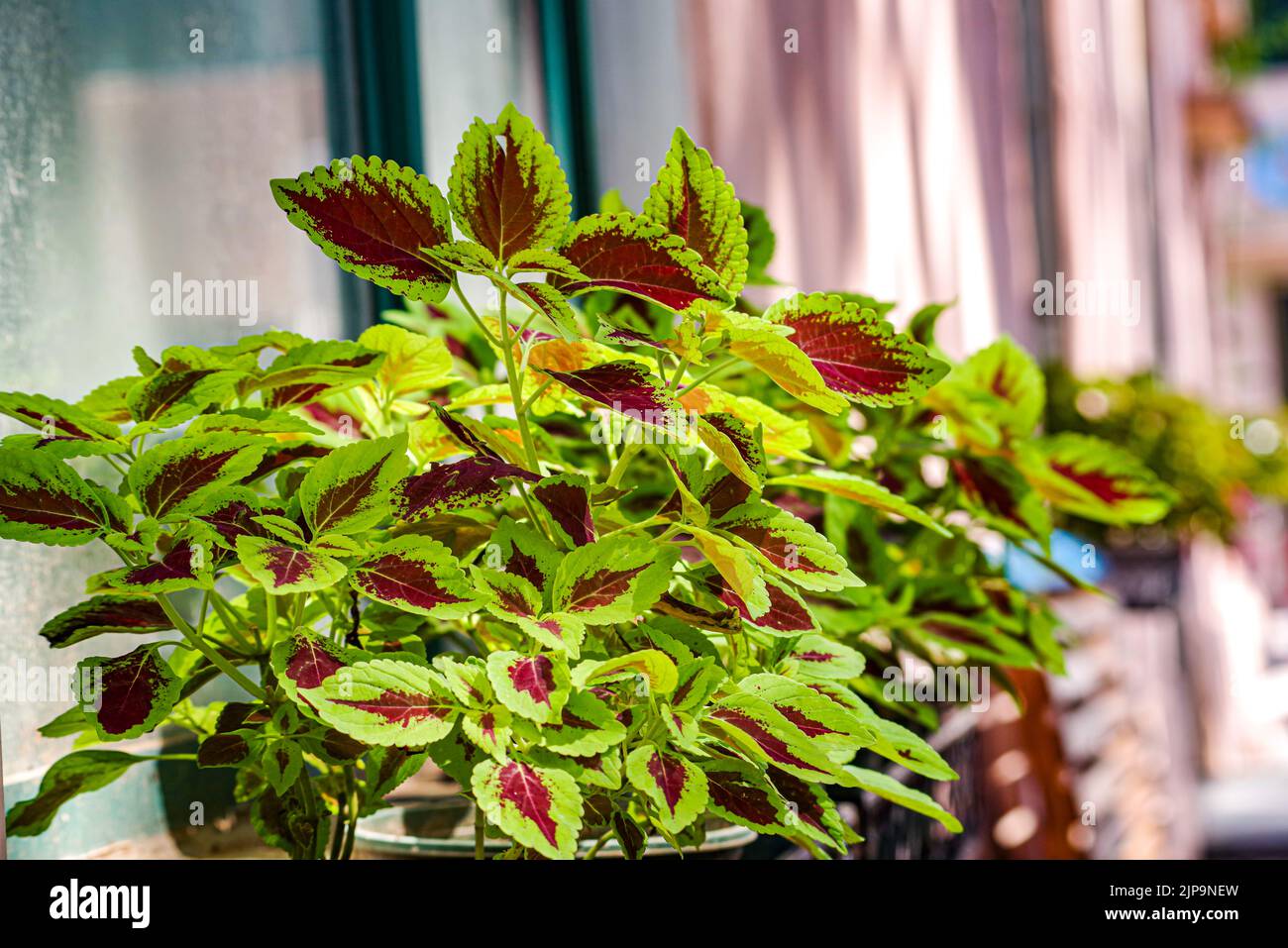 The leaves of the Sun Coleus plant,red and green coleus Stock Photo Alamy