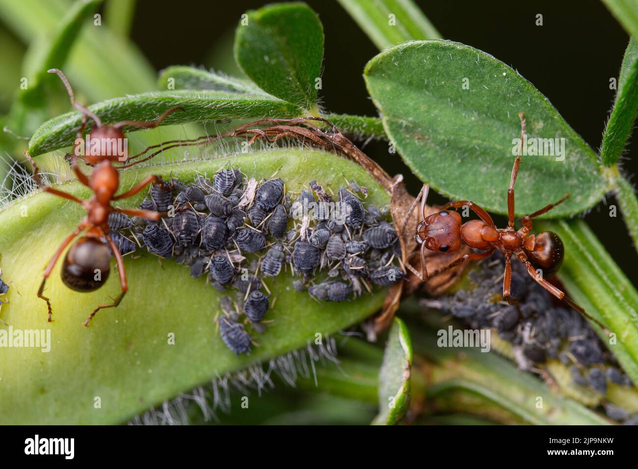 ant, aphid, symbiotic relationship, mutualismus, ants, aphids, relationsships, symbiotic relationships Stock Photo