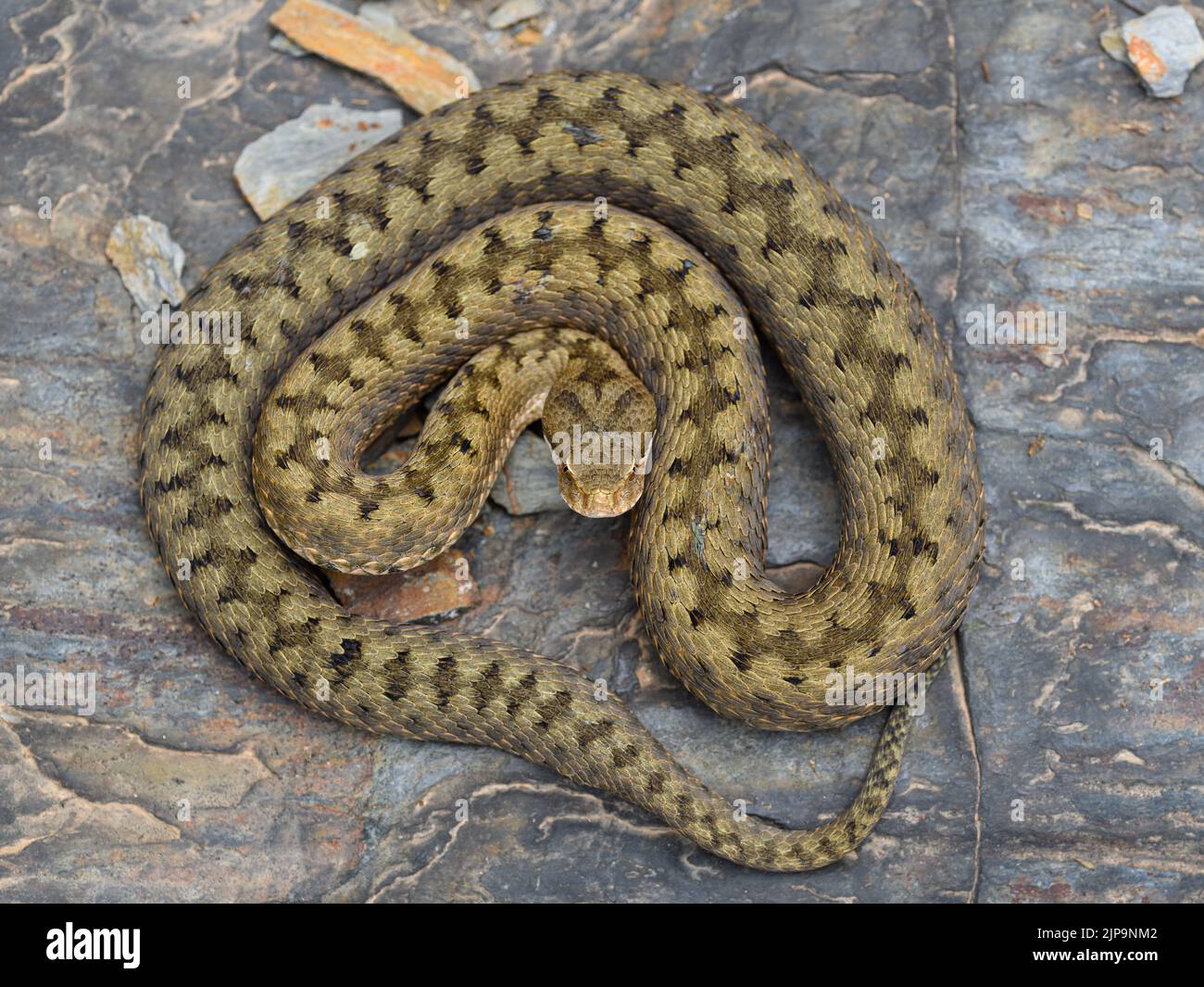 viper, aspisviper, vipera aspis, vipers Stock Photo