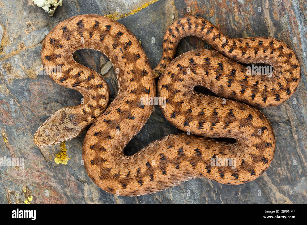 snake, aspisviper, vipern, vipera aspis, snakes Stock Photo - Alamy