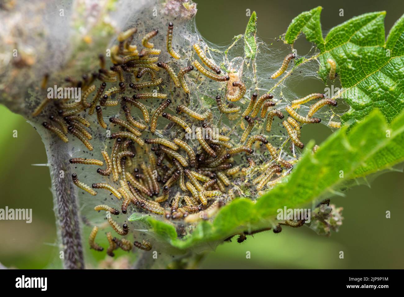 caterpillar's nest, ermine moth, spider web, raupen, yponomeutidae