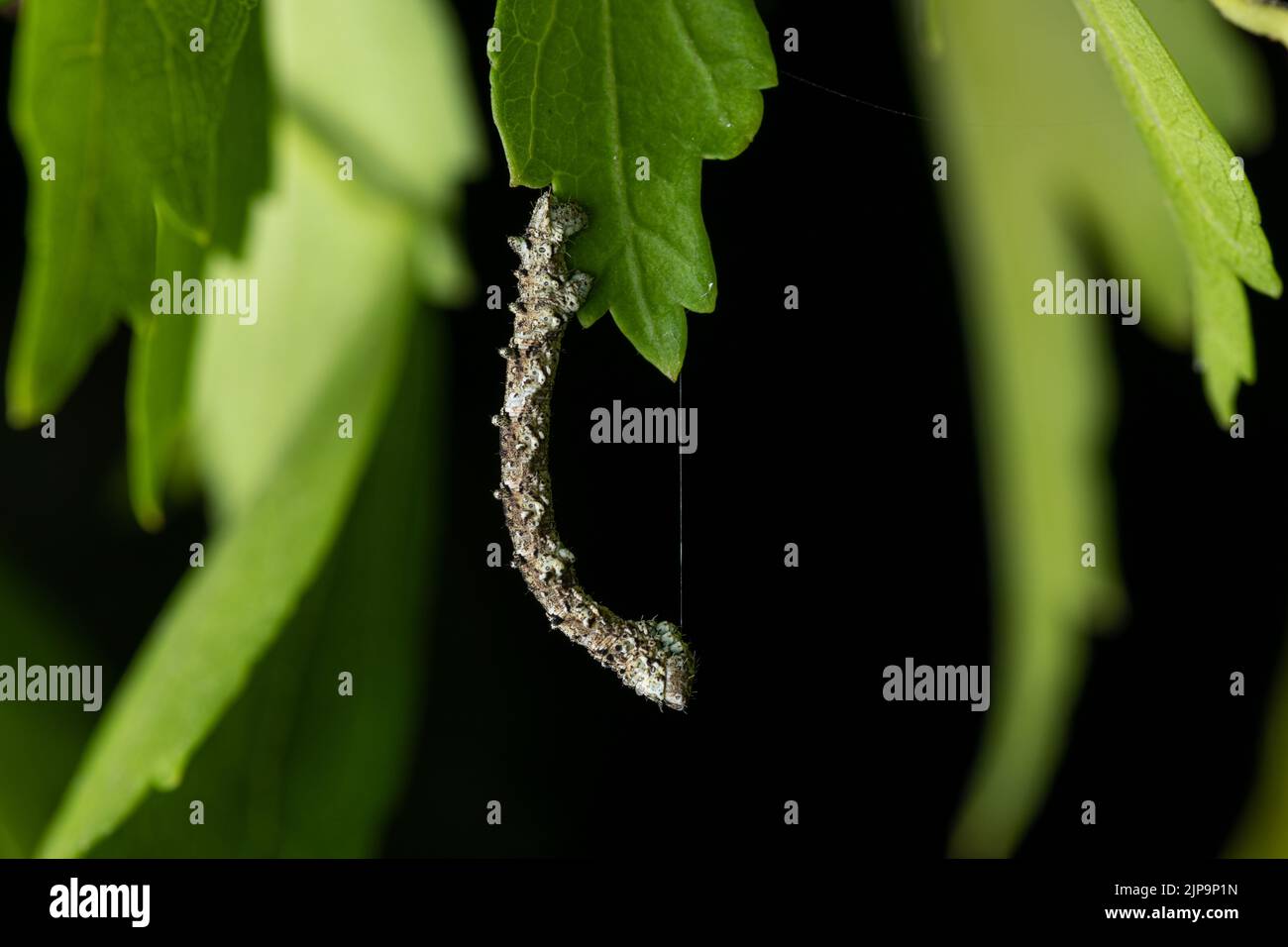 voyeurism, caterpillar, voyeurisms, caterpillars Stock Photo