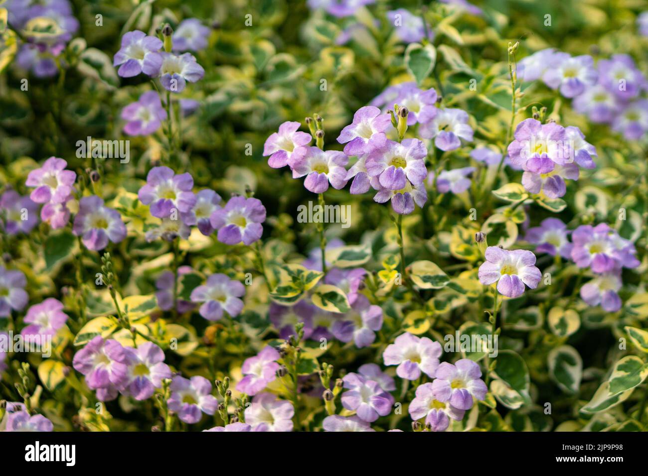 Field of small purple flowers that bloom in early winter Stock Photo