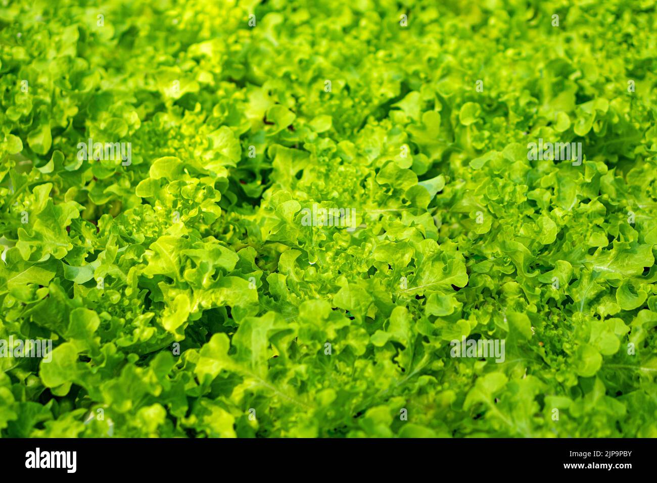 lettuce cultivated plant of the daisy family, with edible leaves that