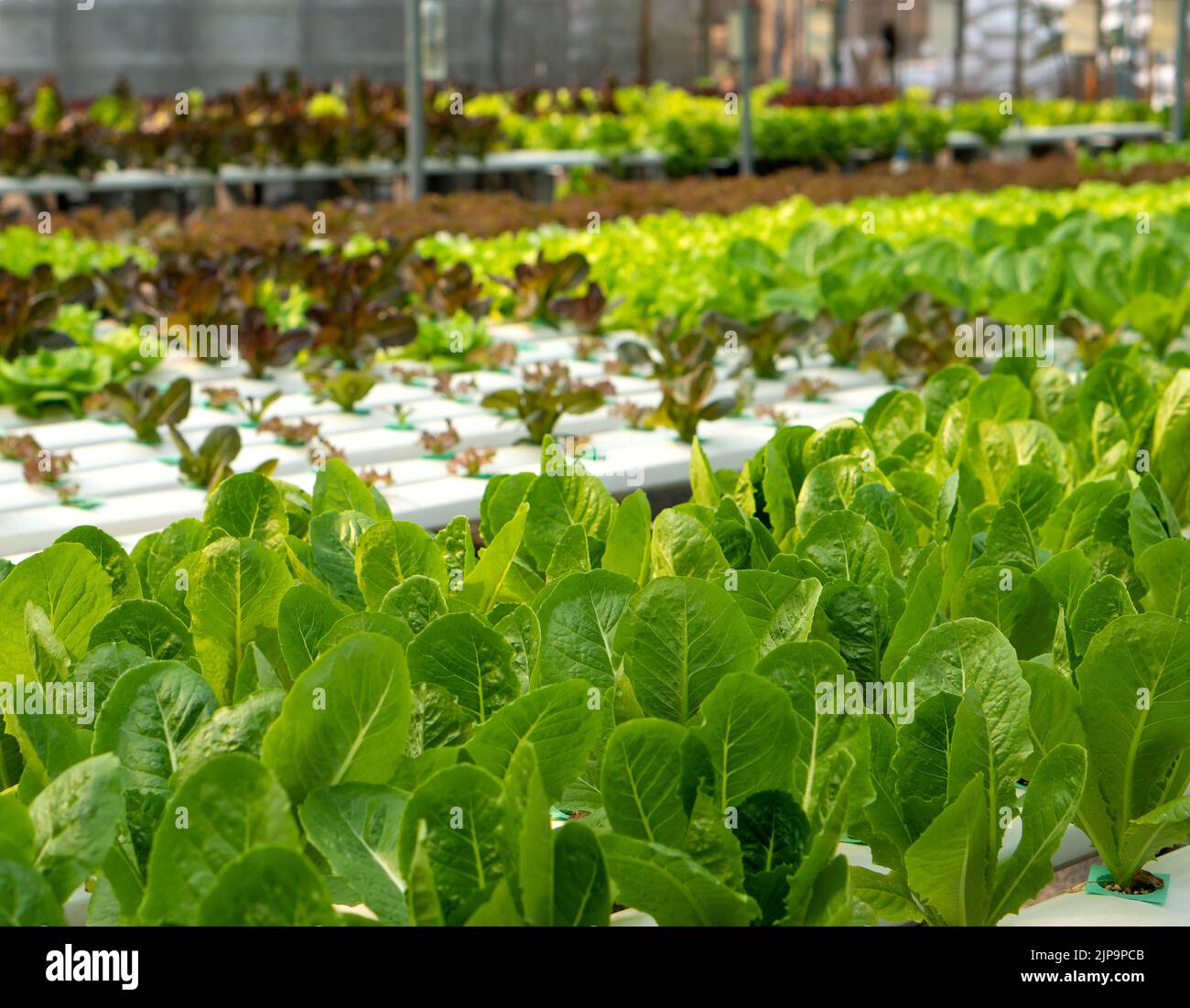 lettuce cultivated plant of the daisy family, with edible leaves that