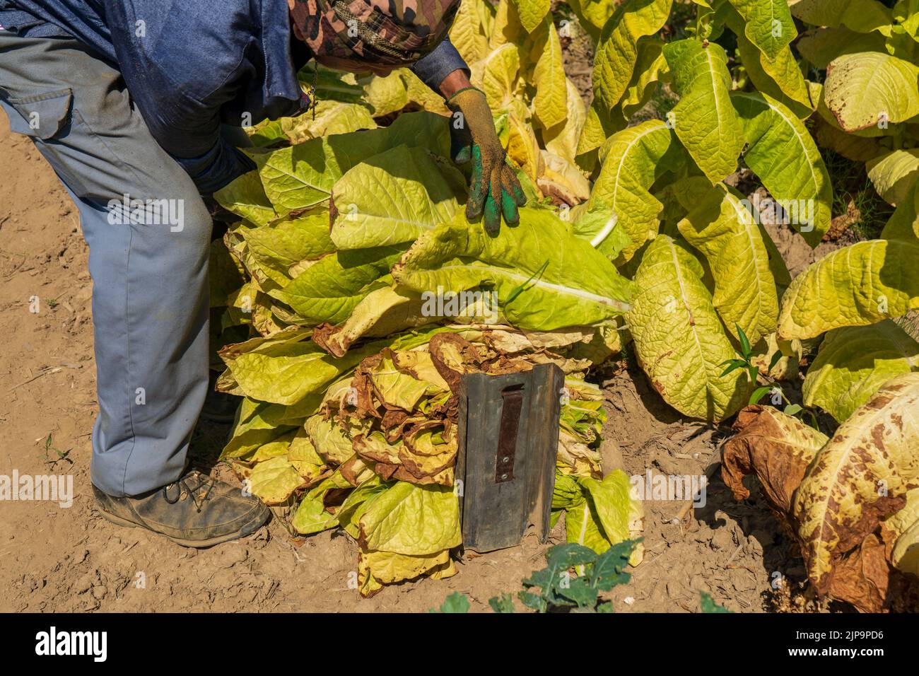 Man farmer are harvesting tobacco leaves on the field for further