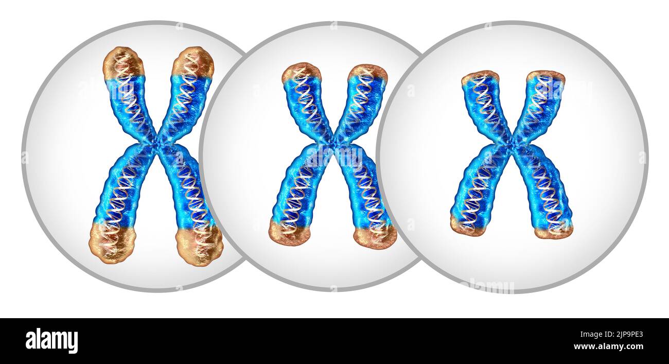 Telomere shortening aging concept and reduction of telomeres located on the end caps of a chromosome resulting in damaging DNA resulting in shorter. Stock Photo