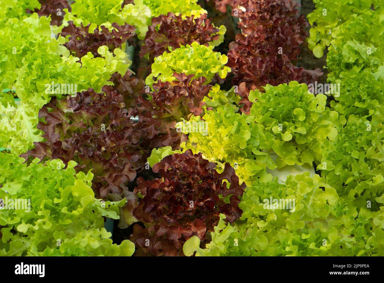 lettuce cultivated plant of the daisy family, with edible leaves that are a usual ingredient of