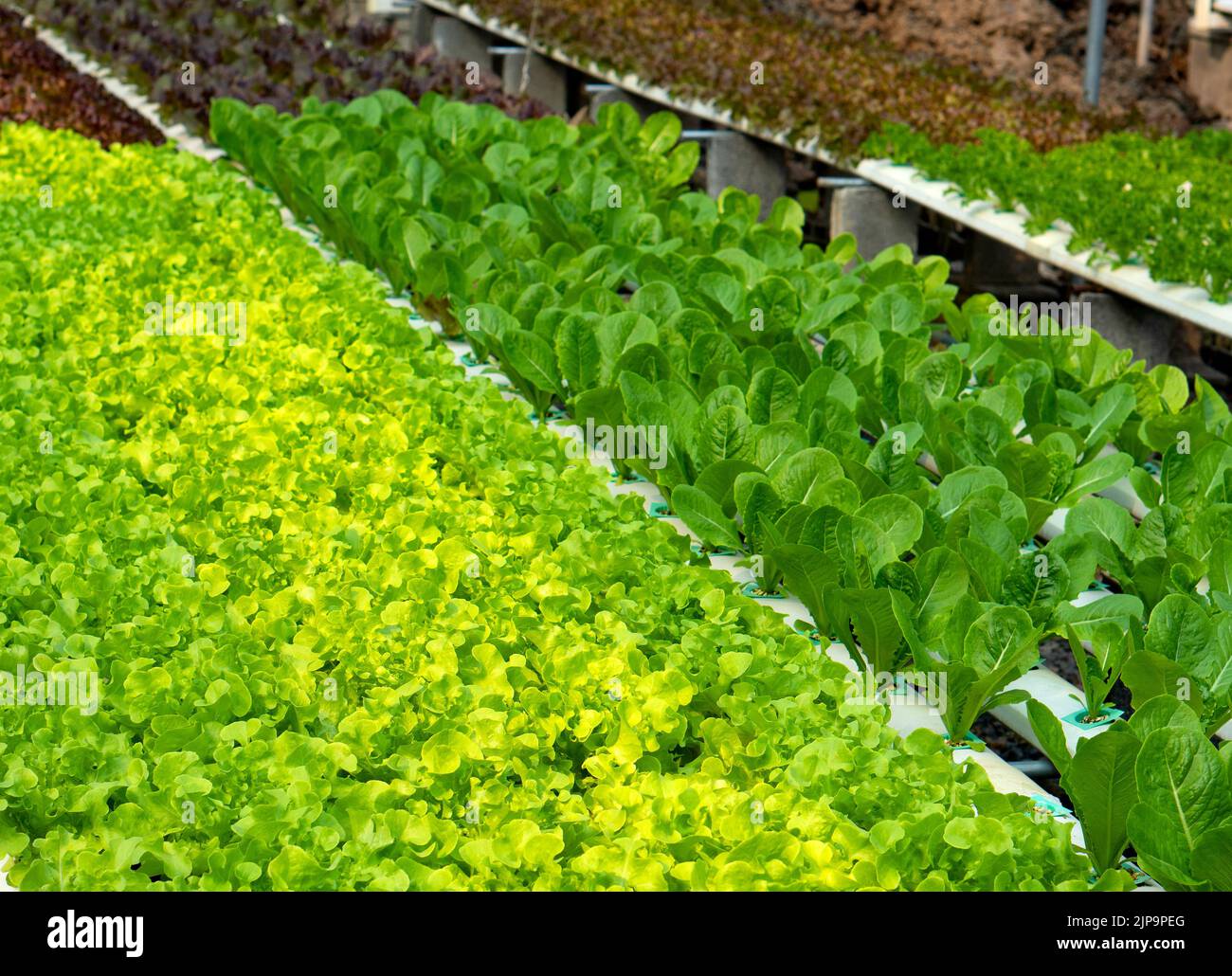 lettuce cultivated plant of the daisy family, with edible leaves that