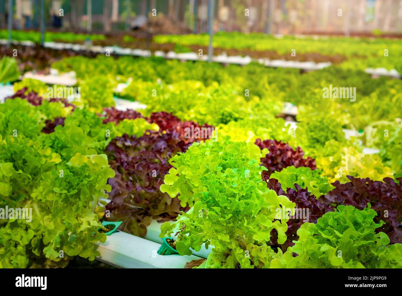 Hydrophonic lettuce cultivation in a new lettuce farm. Stock Photo