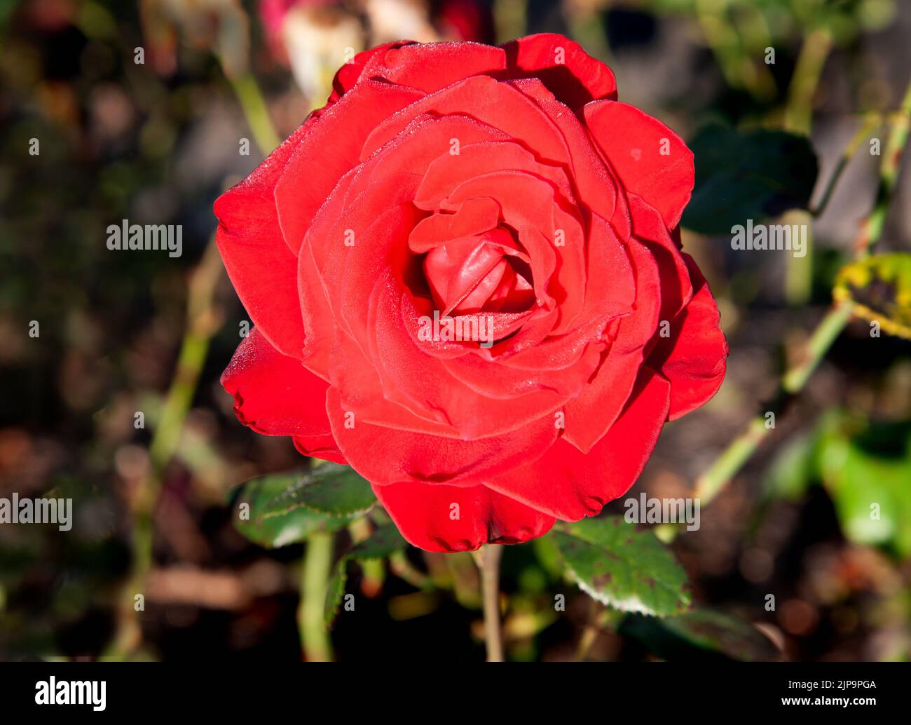 Red rose blossom in the garden Stock Photo