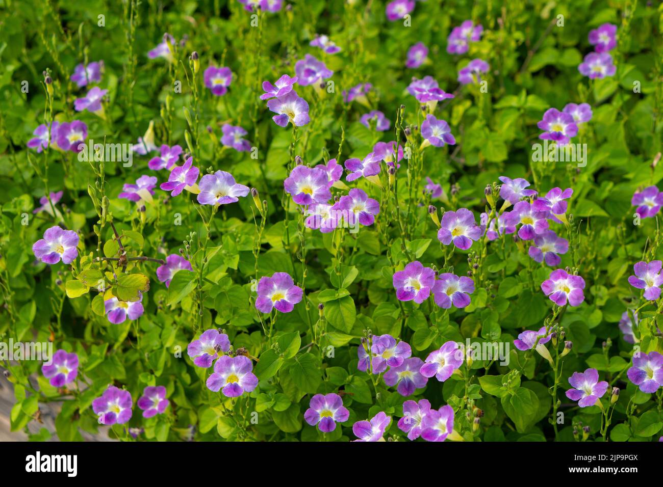 Field of small purple flowers that bloom in early winter Stock Photo ...