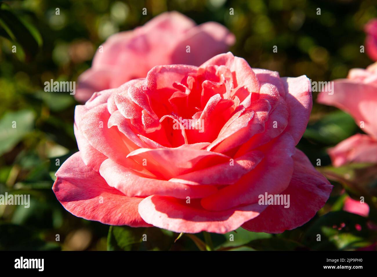 Beautiful pink roses blossom in the garden Stock Photo