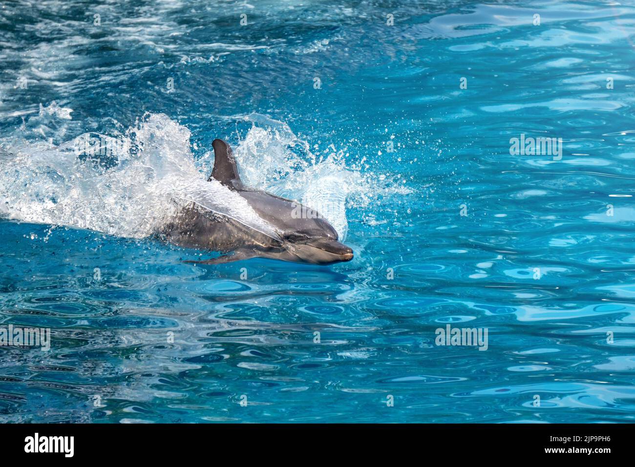 Dolphin playing hi-res stock photography and images - Page 22 - Alamy