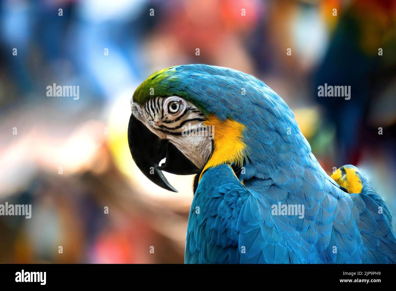 Blue macaws are facing from behind. Macaws are large birds in the hook