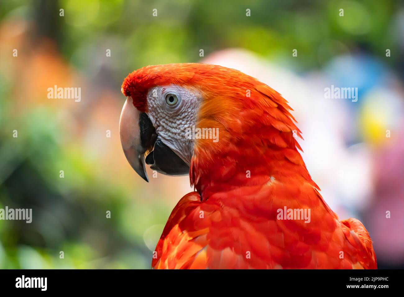 Red macaws are facing from behind. Macaws are large birds in the hook