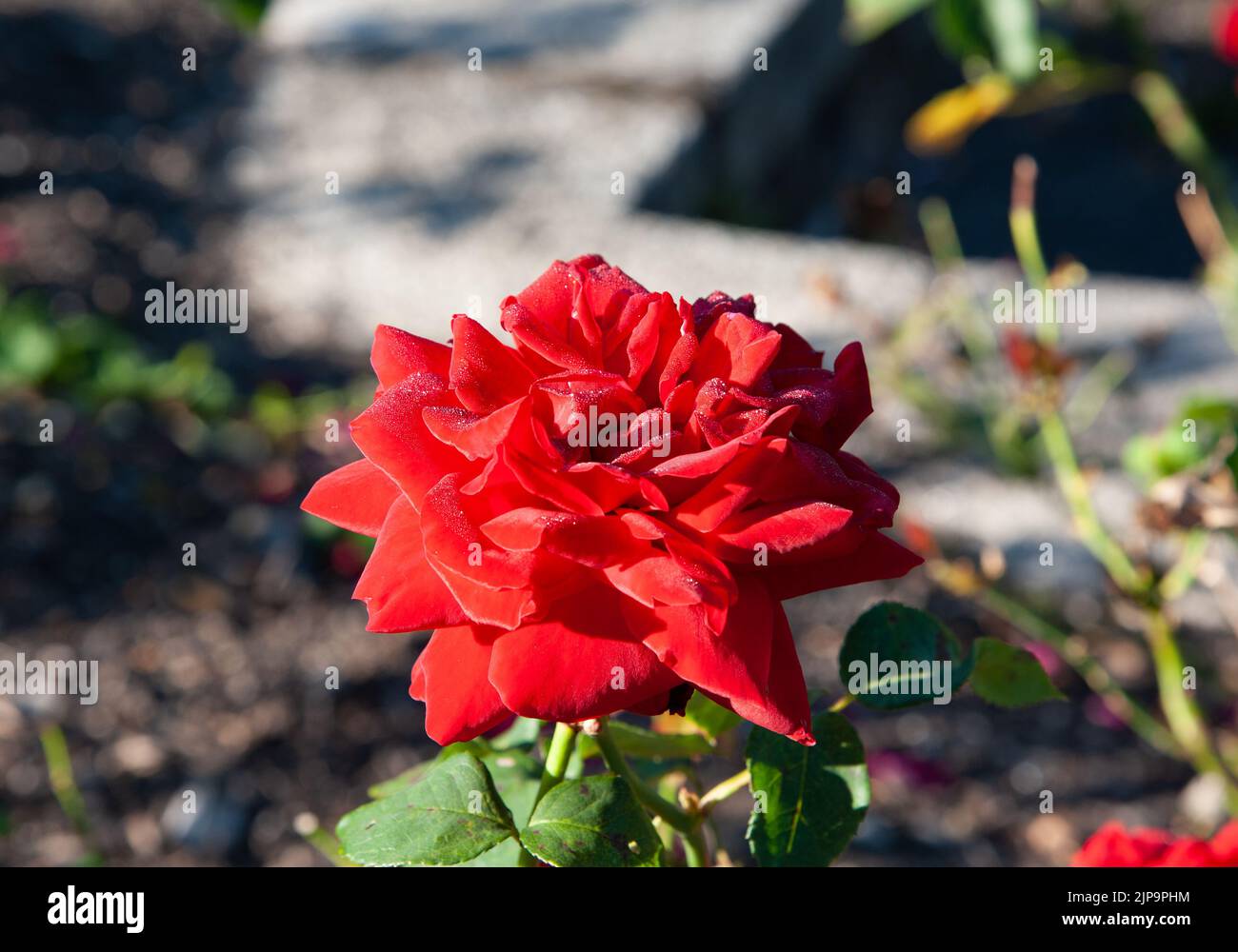 Beautiful red roses blossom in the garden on a sunny day Stock Photo