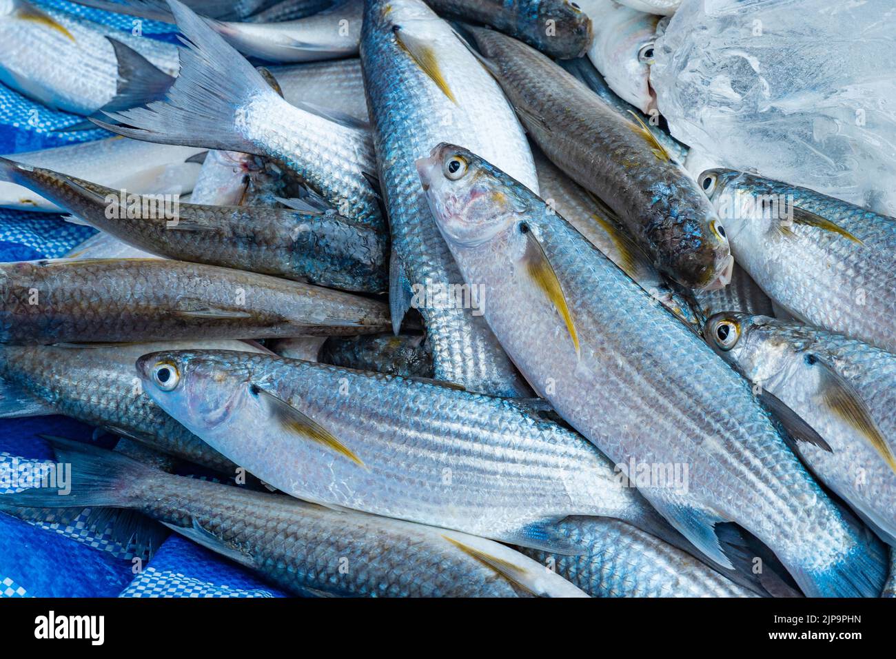 A mullet fish laying on a blue tarp, freshly caught by fishermen in Thailand. Stock Photo