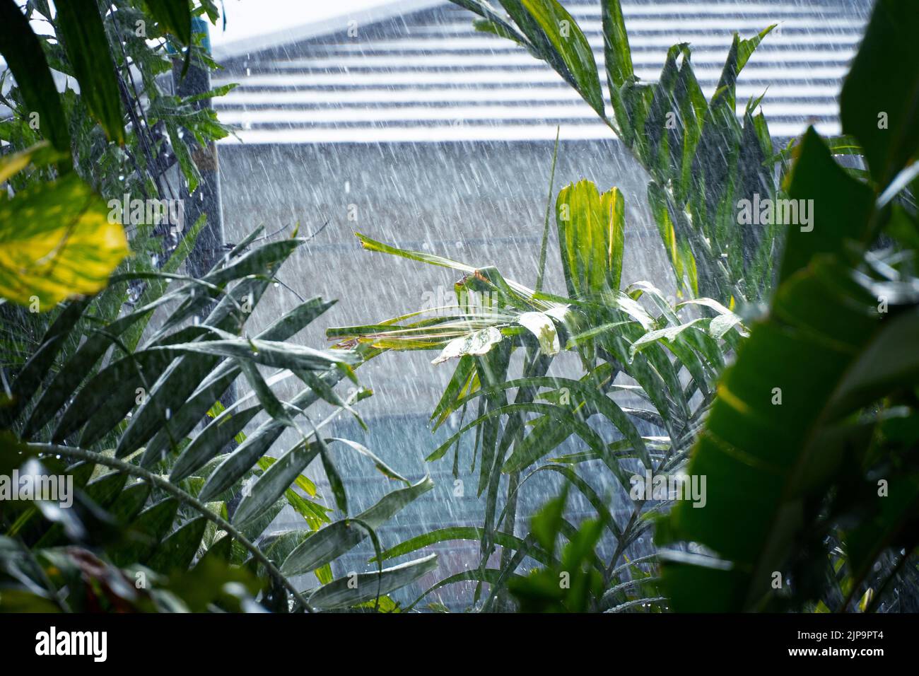 Summer rainstorms fall on green leaves and there is a strong wind. Stock Photo
