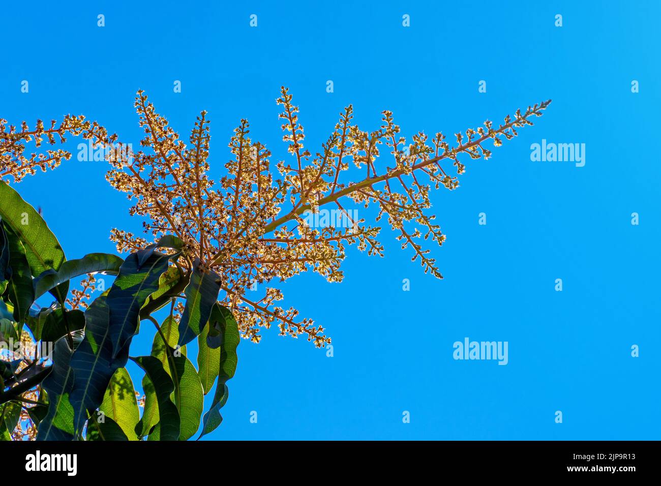 The mango flower blooming in the summer on blue sky, where the mango flower only bloom once a year. Stock Photo